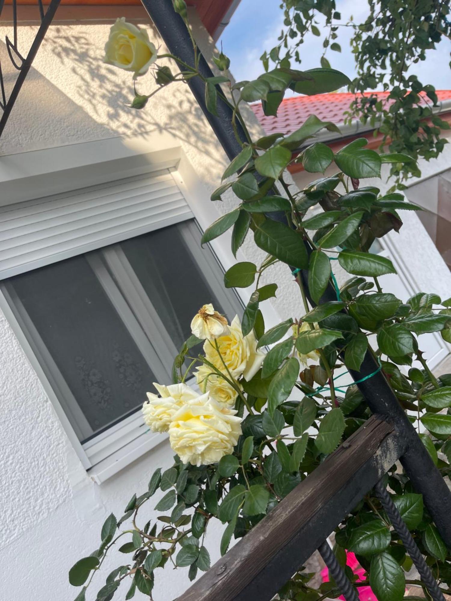 Valentina Apartman Balatonmariafurdo Exterior photo